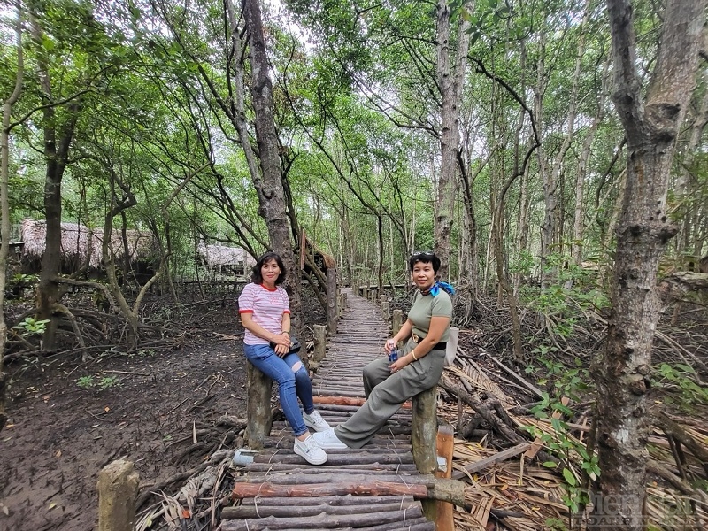 Mangrove Forest Exploration