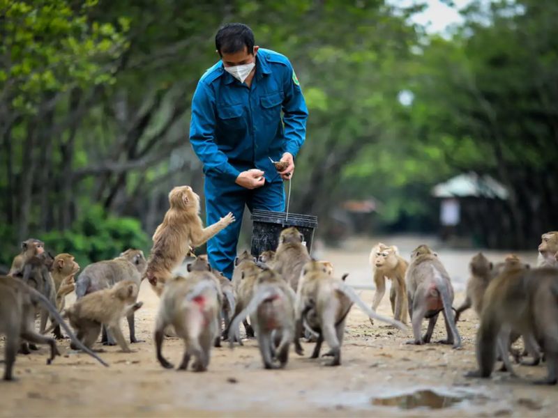 Monkey Watching